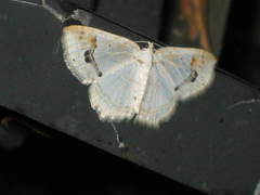 Asthena undulata