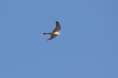 Falco cenchroides cenchroides