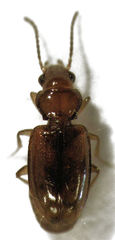 Pericompsus australis