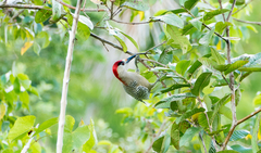 Melanerpes superciliaris