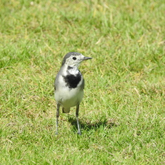 Motacilla alba