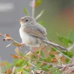 Prinia