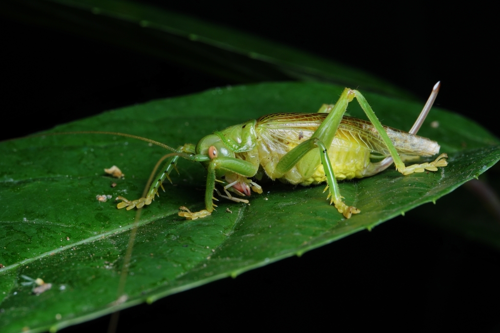Magnigryllacris