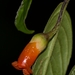 Besleria amabilis - Photo (c) Oscar Marín,  זכויות יוצרים חלקיות (CC BY-SA), הועלה על ידי Oscar Marín