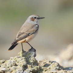 Oenanthe chrysopygia