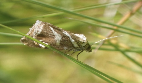 Silver barred, De Geelders, Boxtel, North Brabant, NL, photo 10 of 10