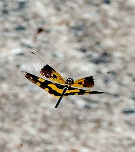 Common Picture Wing photo 6