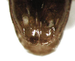 Pericompsus australis
