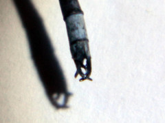 Lestes disjunctus