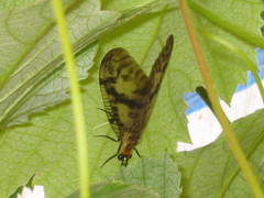 Neochauliodes sinensis
