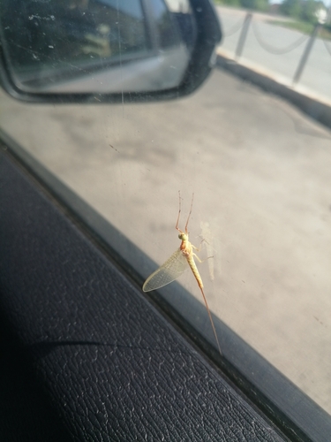 Yellow Mayfly