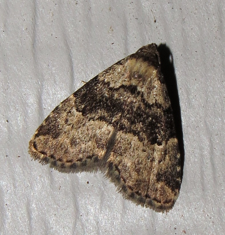 Visitation Moth