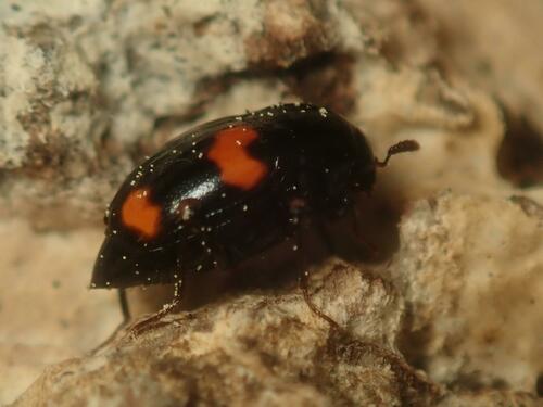 Photo of Orange-spotted Scaphidium (Scaphidium quadrimaculatum)