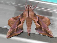 Phyllosphingia dissimilis