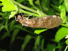 Neochauliodes fraternus