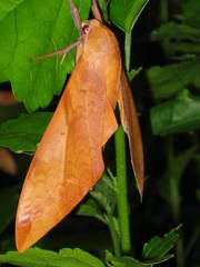 Clanis undulosa