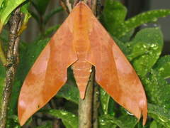 Clanis undulosa