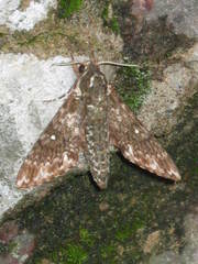 Dolbina paraexacta