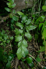 Asplenium lyallii