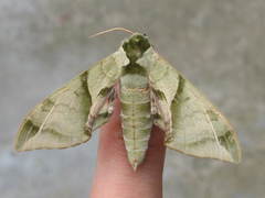 Callambulyx tatarinovii