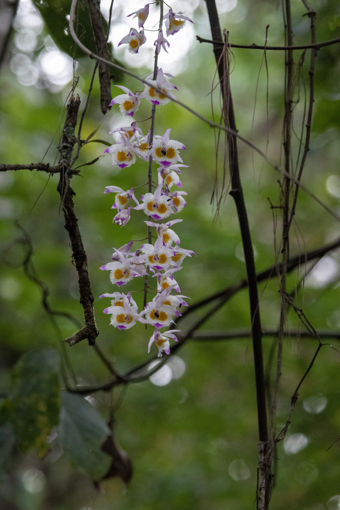 Dendrobium devonianum Paxton 2