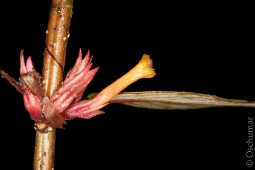Columnea angustata