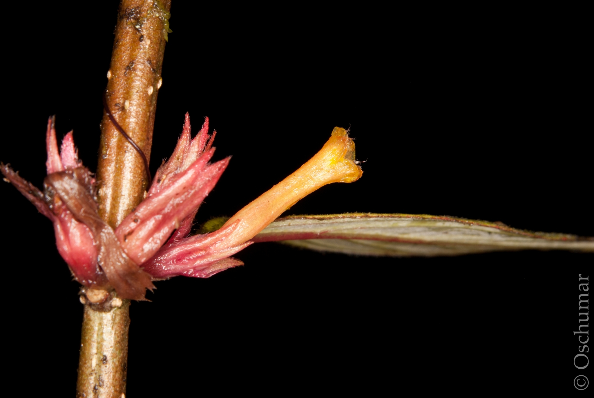 Columnea angustata