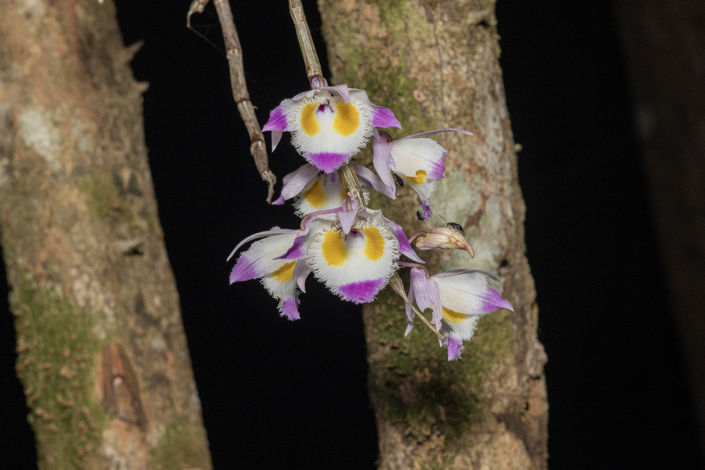 Dendrobium devonianum Paxton