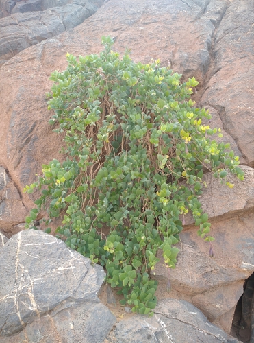 Caper Bush