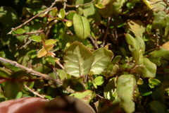 Fuchsia perscandens