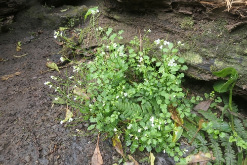 Image of Azorean Bittercress (Cardamine caldeirarum) by (c) Addshore, some rights reserved (CC BY)