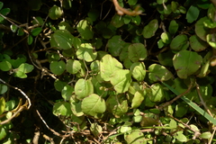 Fuchsia perscandens