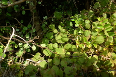 Fuchsia perscandens