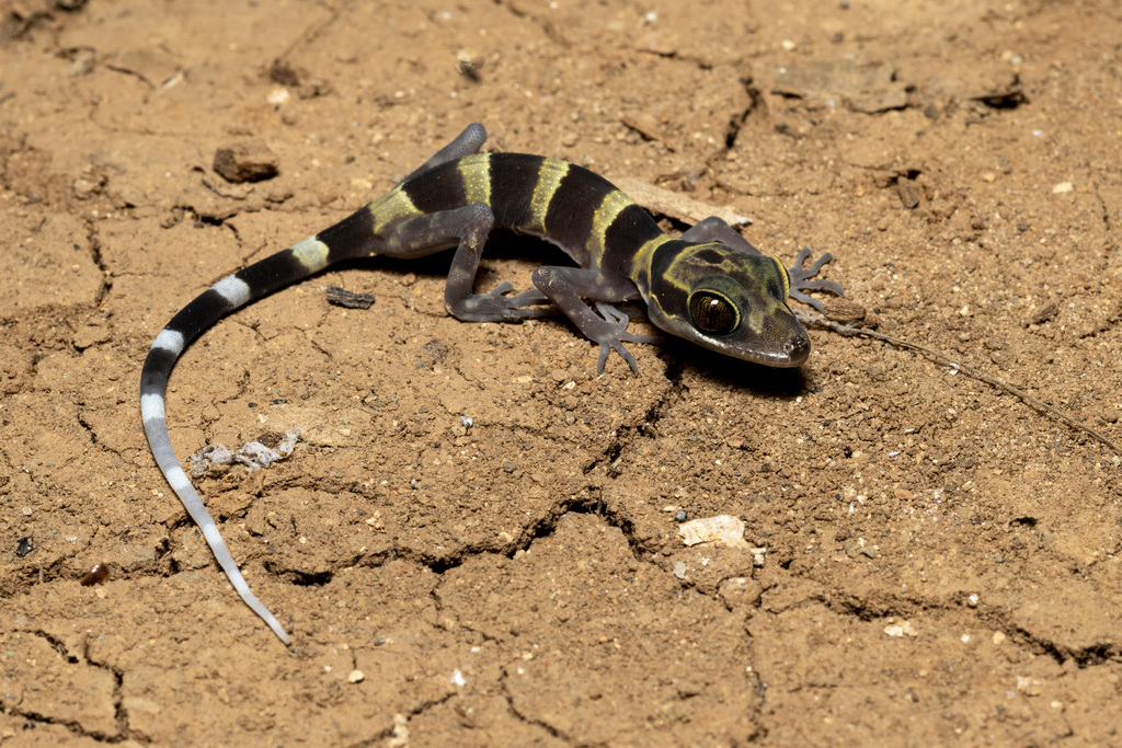 Golden-Belted Bent-Toed Gecko