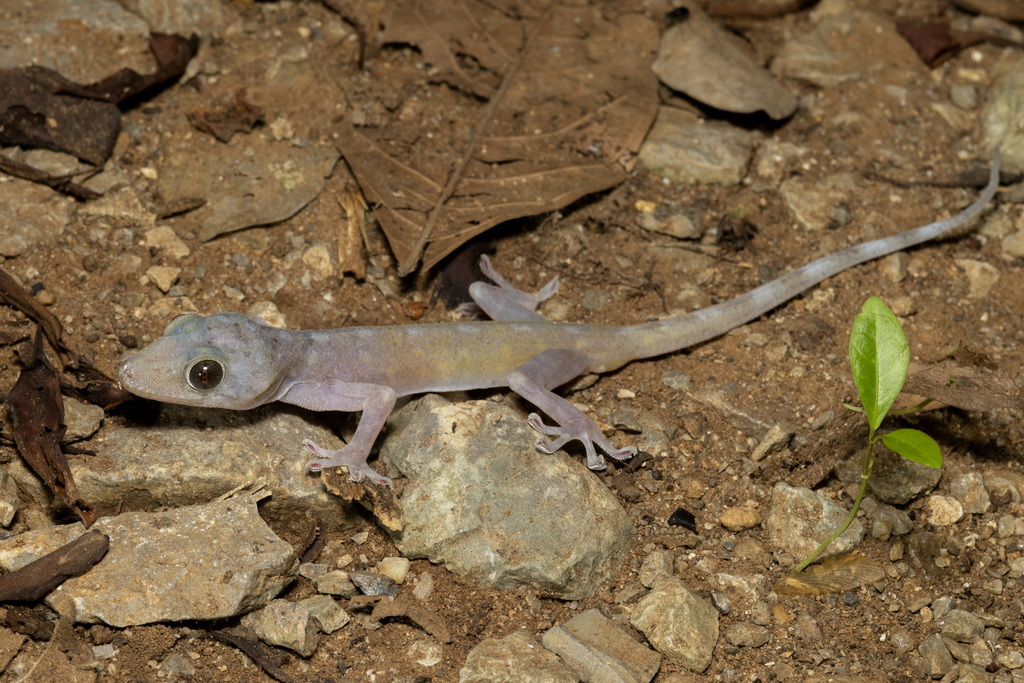 Phitsanulok Sandstone Gecko