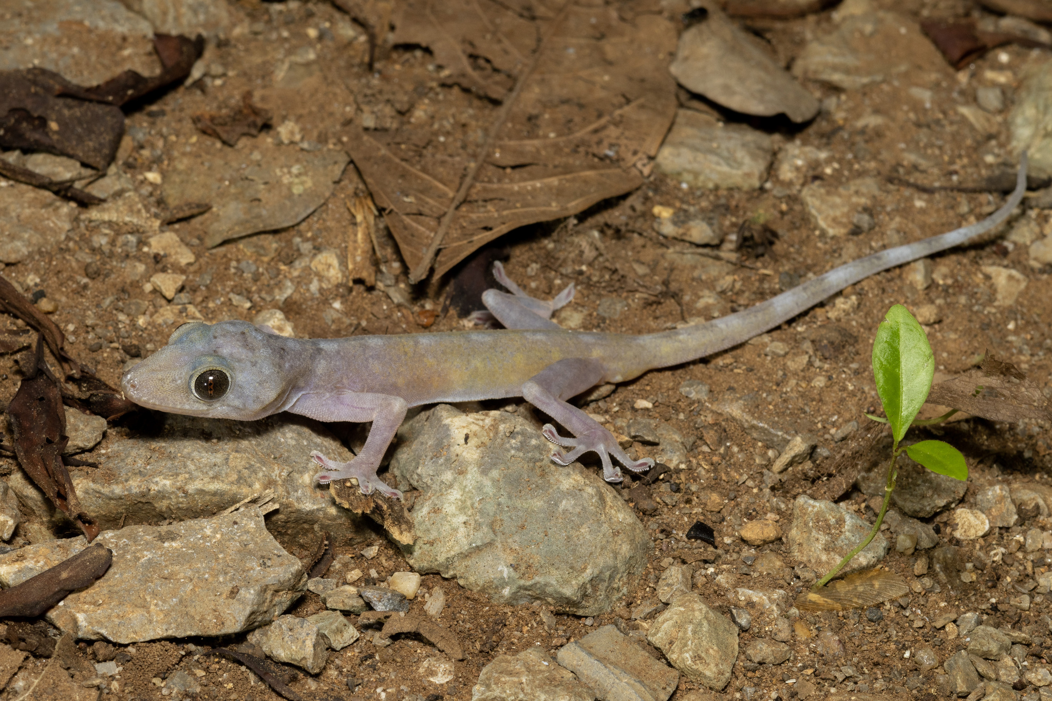 Phitsanulok Sandstone Gecko (Gekko flavimaritus) · iNaturalist