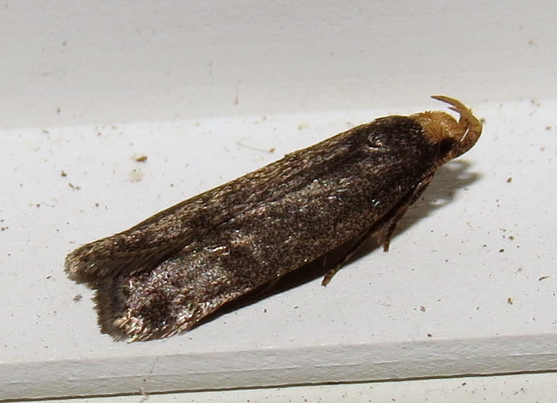 Glyphidocera lithodoxa