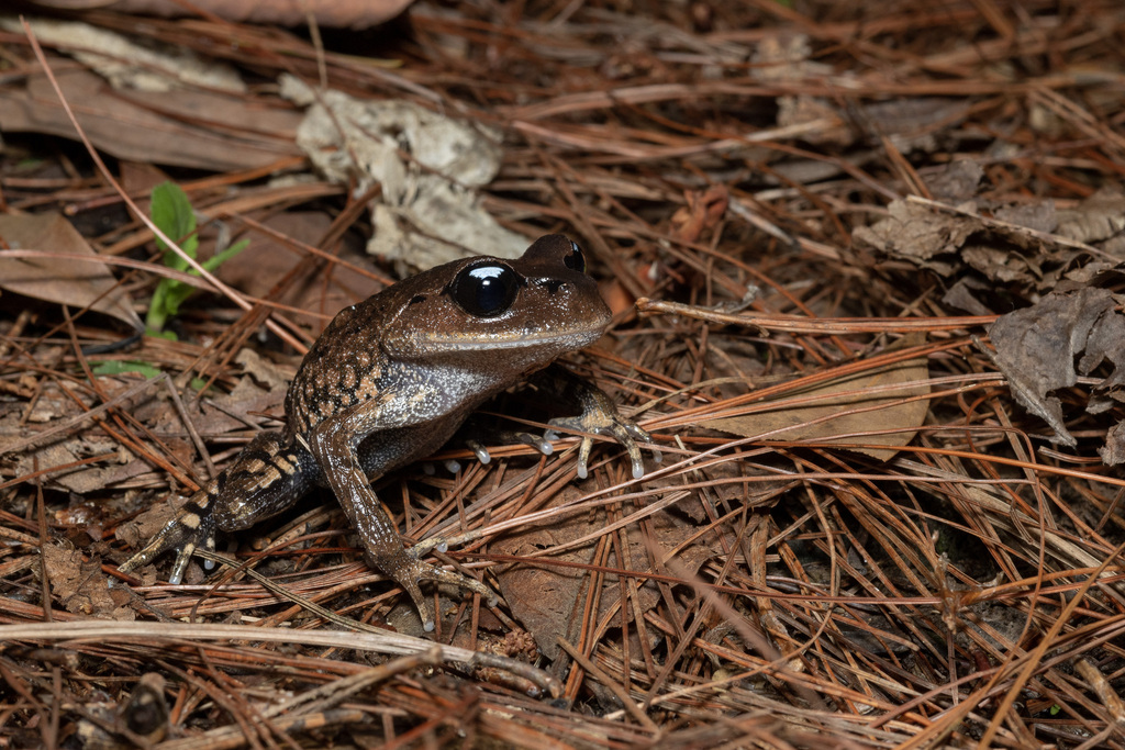 Huashen Pseudomoustache Toad