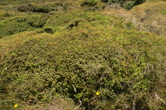 Fuchsia perscandens