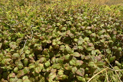 Fuchsia perscandens