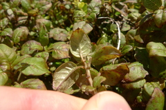 Fuchsia perscandens