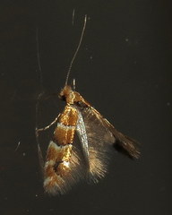 Phyllonorycter emberizaepenella