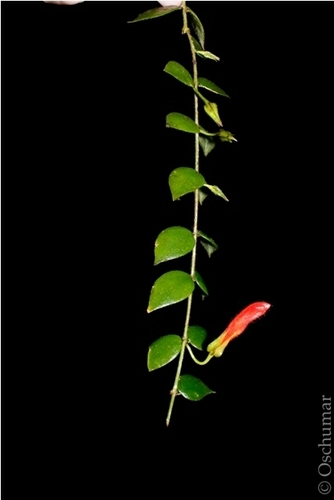 Columnea kienastiana