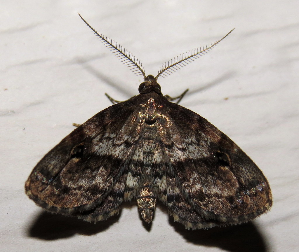 Gold-lined Melanomma Moth