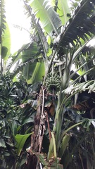 Musa paradisiaca image