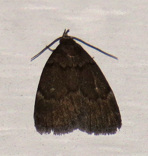 Photo of Rotund Idia Moth (Idia rotundalis)