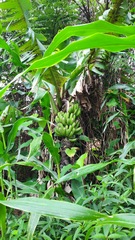 Musa acuminata image
