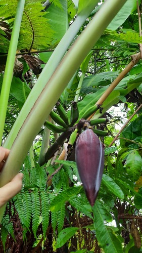 Musa paradisiaca image