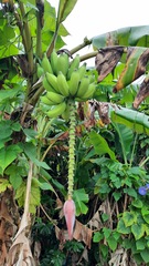 Musa paradisiaca image