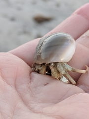 Isocheles wurdemanni